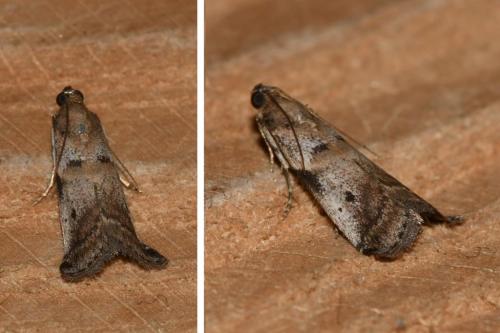 Acrobasis fallouella